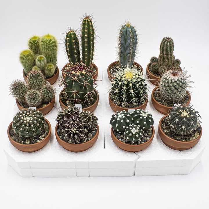 Produktbild Kakteen Gautschi Kakteen-Set 8cm (10 cm)