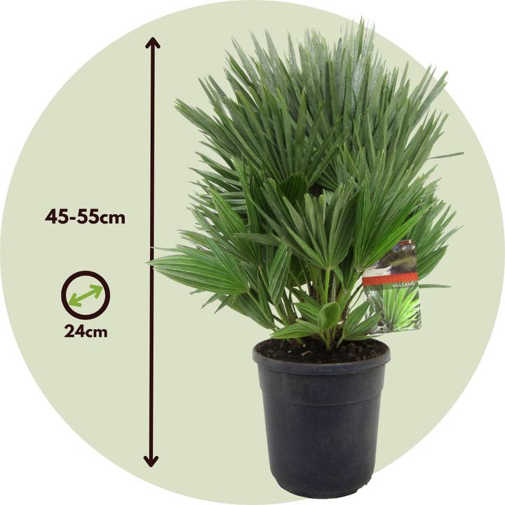 Image du produit Plant in a Box Chamaerops 'Vulcano' - Palmier nain volcanique (45 cm)