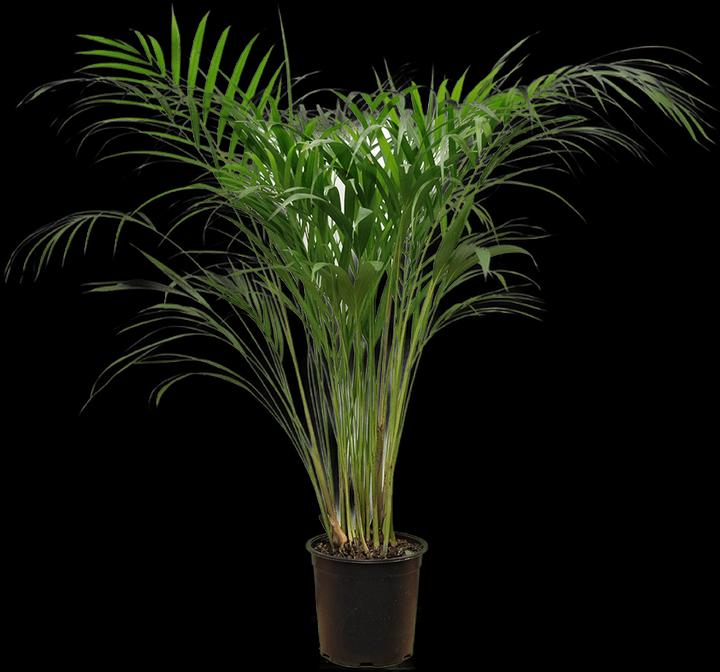 Actual product image VEG and the City Goldfruchtpalme - Dypsis lutescens (80 cm)