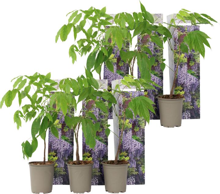 Actual product image Plant in a Box Wisteria sinensis - Set of 6 blue rain (25 cm)