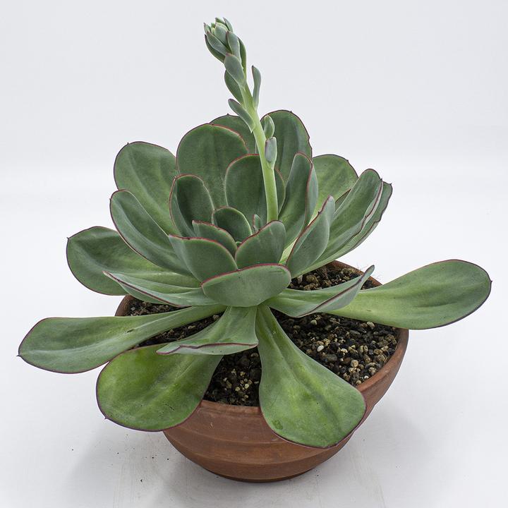 Image du produit Kakteen Gautschi Echeveria gigante verde (25 cm)