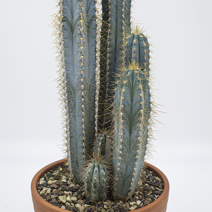 Actual product image Kakteen Gautschi Pilosocereus azureus Group (40 cm)