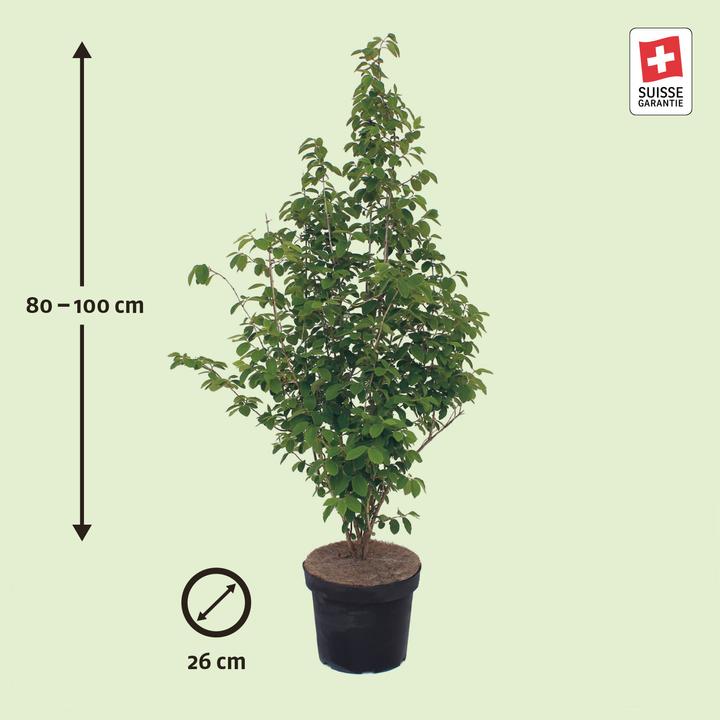 Image du produit Zulauf Rote Heckenkirsche / Lonicera xylosteum (100 cm)