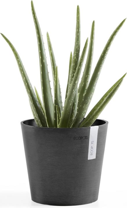 Actual product image Ecopots Amsterdam Mini (17 cm)