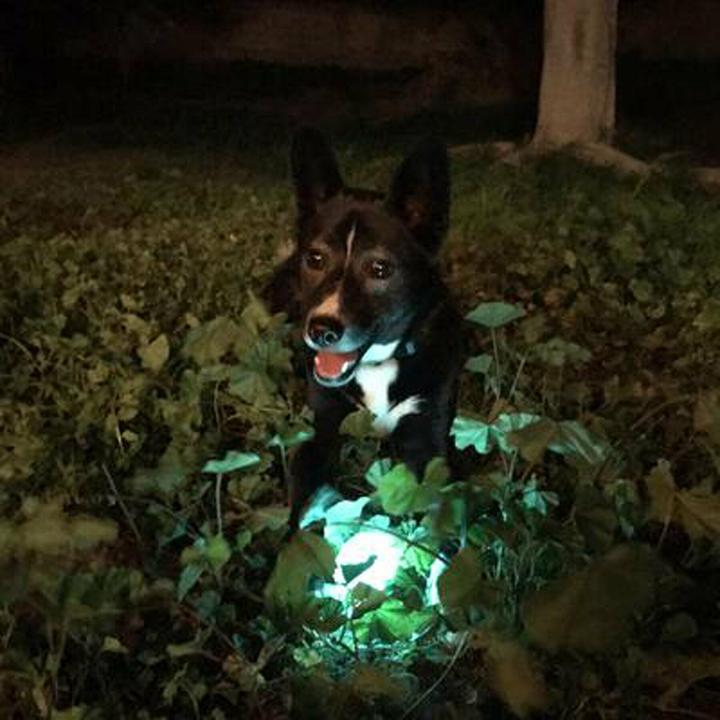 Actual product image Chuckit! CHUCKIT MAX GLOW luminous fetch ball 7 6 cm diameter size L white (Litter toy dog)