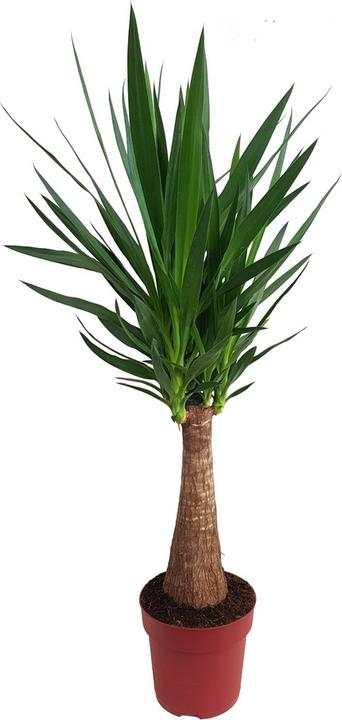Immagine prodotto Fresca-Plant Yucca Maya Tree 24cm
