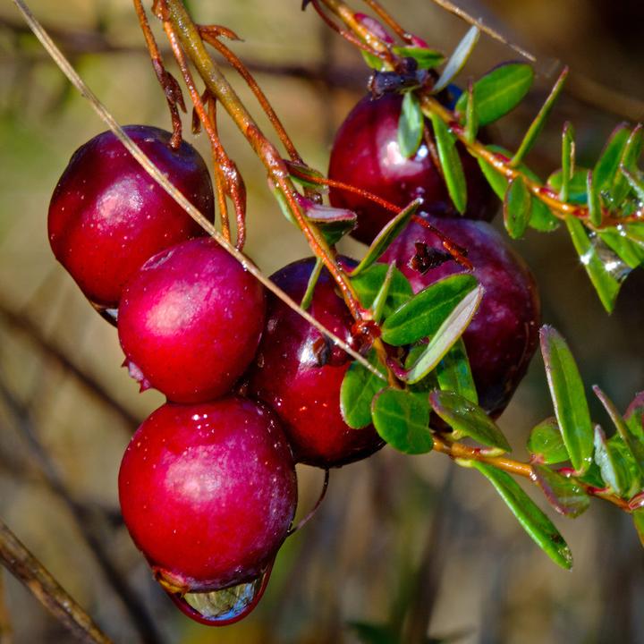 Immagine prodotto Sekoya Cranberry | D-Mannosio | Contro le infezioni del tratto urinario (75 Pezzo/i, Pillole)