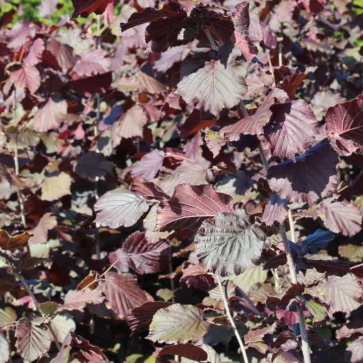 Produktbild Zulauf Blut-Hasel / Corylus maxima 'Purpurea' (100 cm)