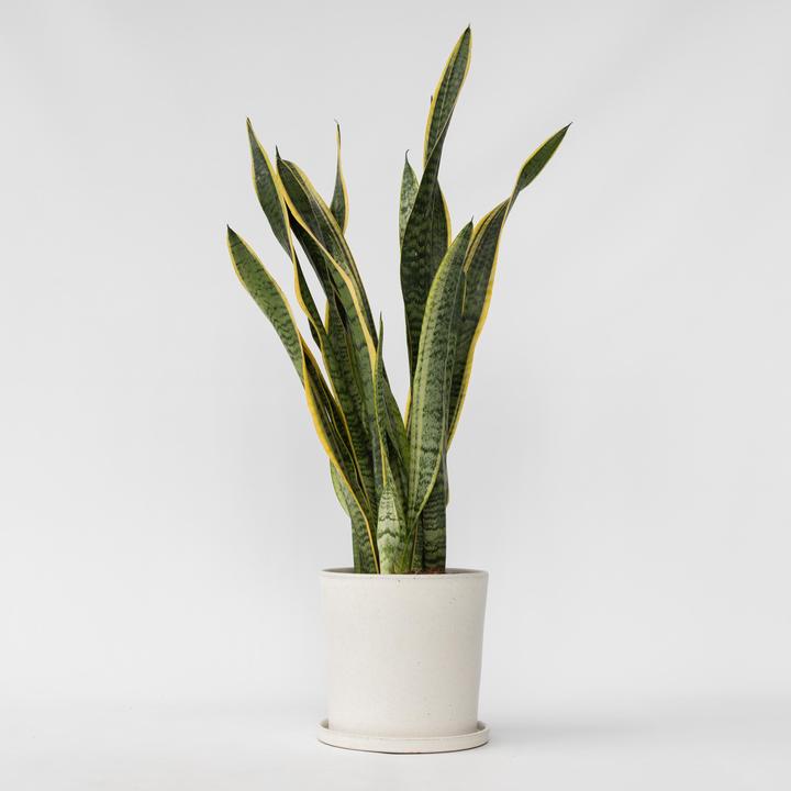 Actual product image Plant in a Box Sansevieria trifasciata Laurentii - bow hemp (65 cm)