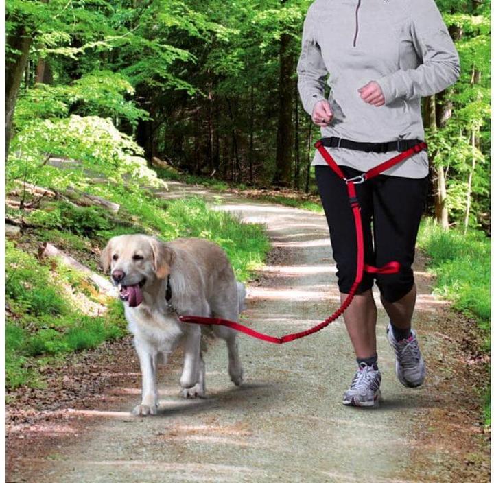 Image du produit Trixie Ceinture ventrale avec laisse (M, L, Chien, Jogging)