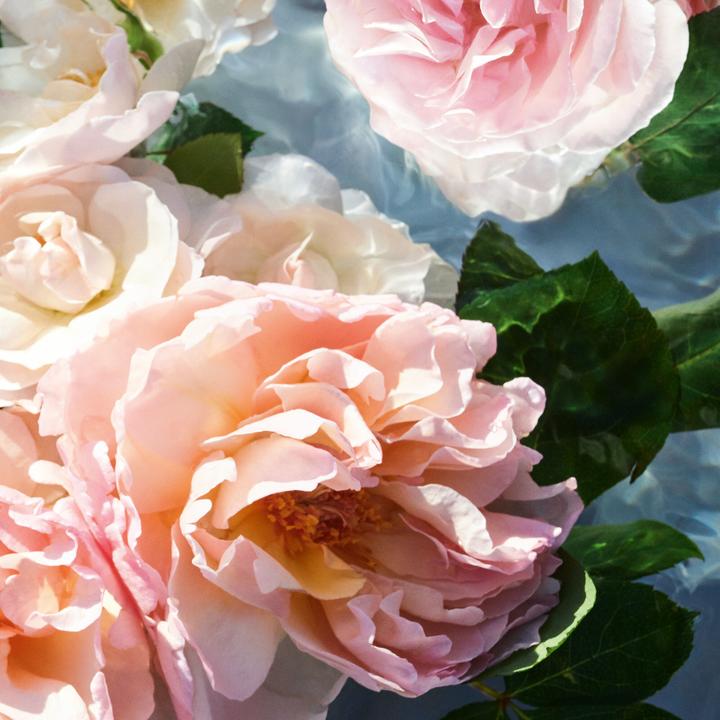 Actual product image Guerlain Aqua Allegoria Rosa Rossa (Eau de toilette, 75 ml)