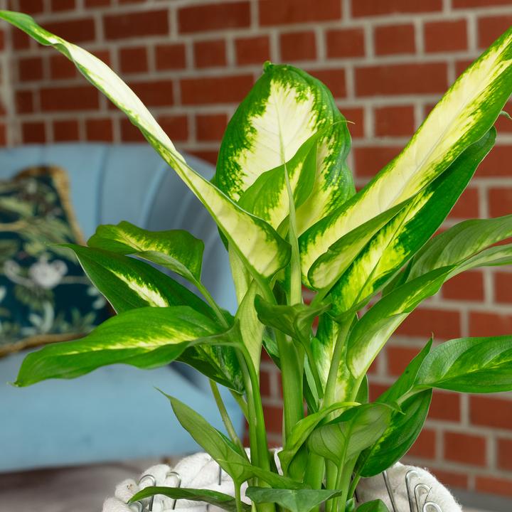 Image du produit Flowerbox Dieffenbachie - Dieffenbachia (35 cm)