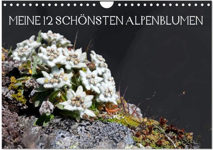 Produktbild Meine 12 schönsten Alpenblumen (Wandkalender 2025 DIN A4 quer), Monatskalender (A4, Deutsch)