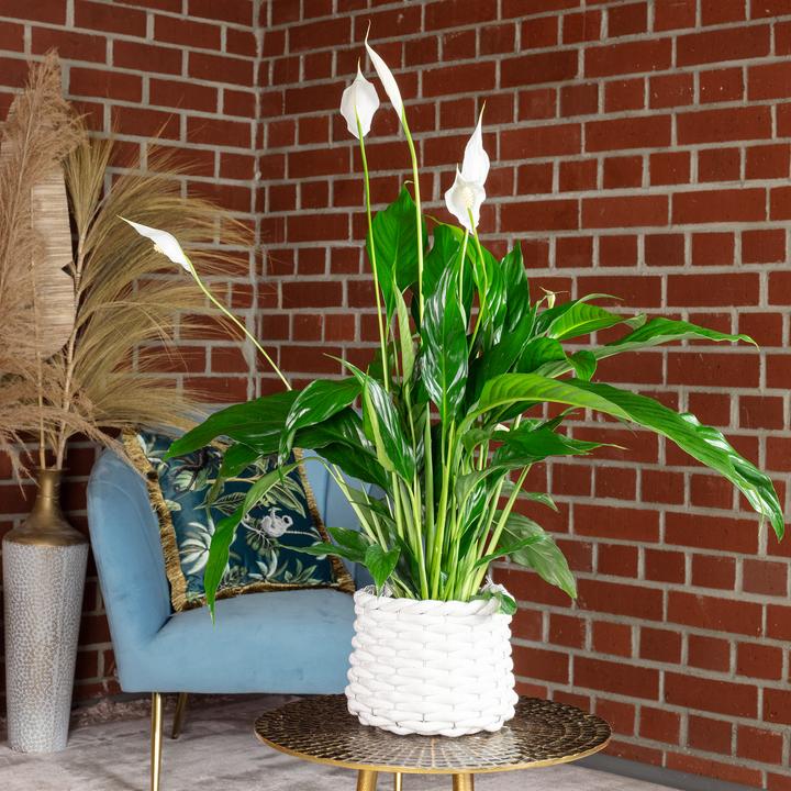 Produktbild Flowerbox Einblatt - Spathiphyllum (50 cm)