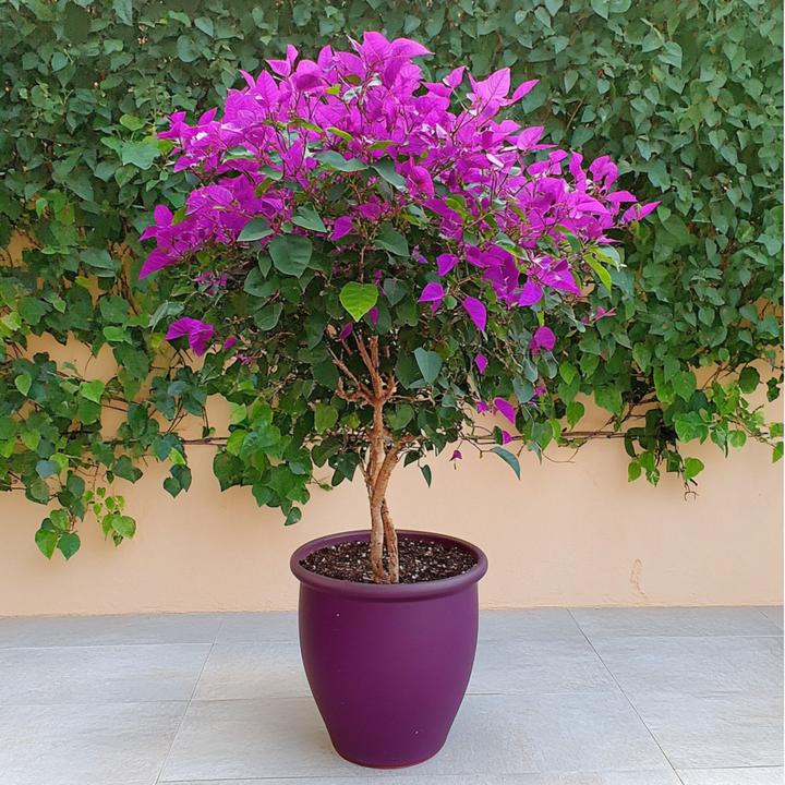 Produktbild Plant in a Box Bougainvillea 'Alexandra' (50 cm)