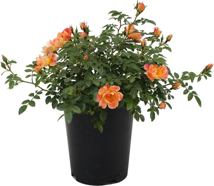 Produktbild Zulauf Bodendeckerrose / Rosa (STR) 'Bienenweide Apricot'® (30 cm)