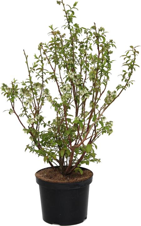 Produktbild Zulauf Kultur-Heidelbeere / Vaccinium corymbosum 'Darrow' (50 cm)
