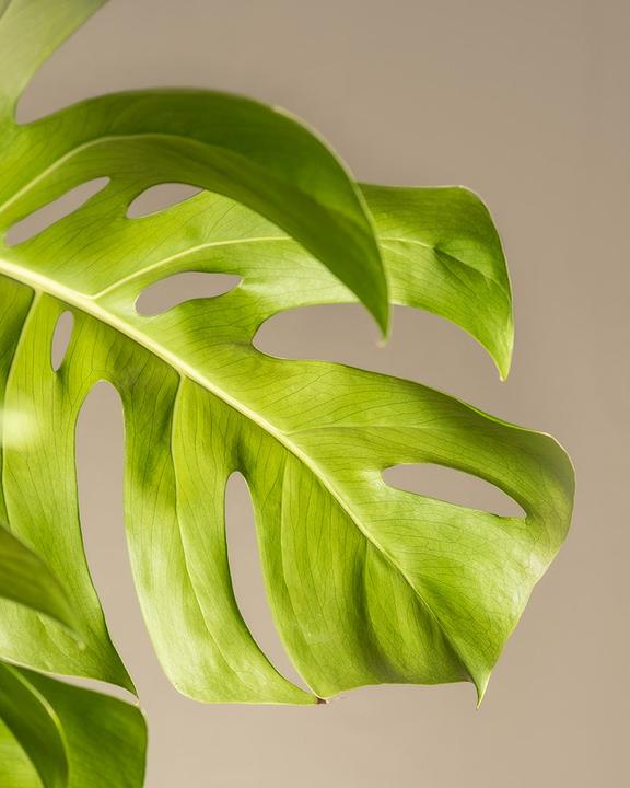Actual product image feey Monstera XL (125 cm, Freshly repotted)