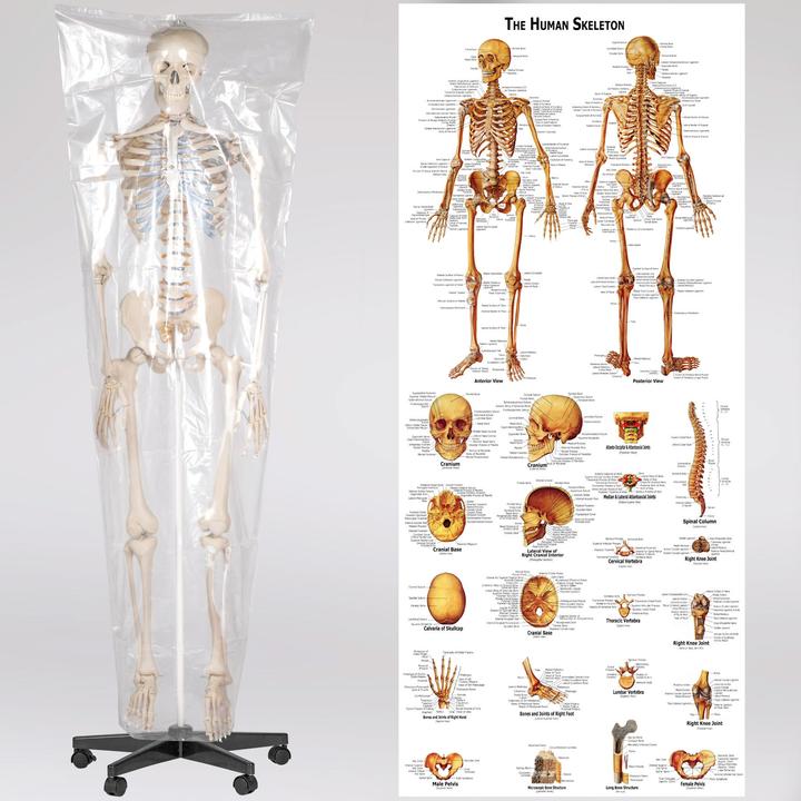 Image du produit tectake Squelette anatomique