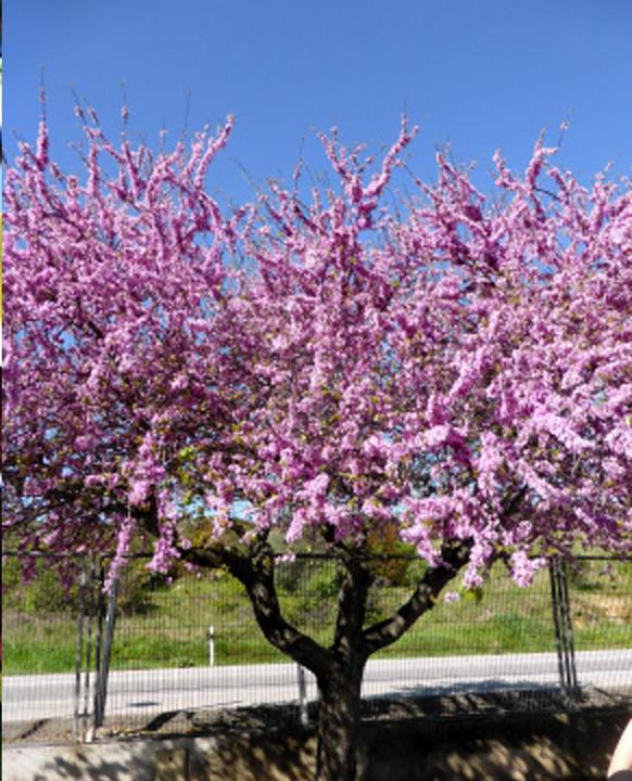 Image du produit Tropica Arbre d'amour - Arbre de Judée (Cercis siliquastrum) (Graines de plantes)