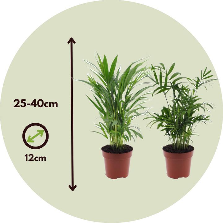 Actual product image Plant in a Box Dypsis lutescens, Chamaedorea elegans - Mix of 4 Mini Indoor Palms (25 cm)