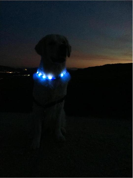 Immagine prodotto Trixie Safer Life Flash Lightband USB L-XL (50, Cane, Sport cane)