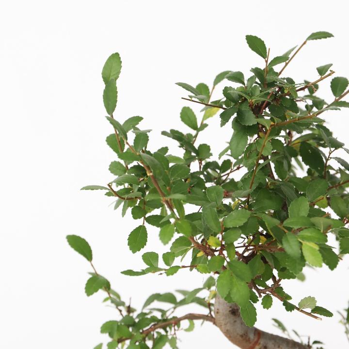 Produktbild Plant in a Box Zelkova serrata - Bonsaibaume (20 cm)