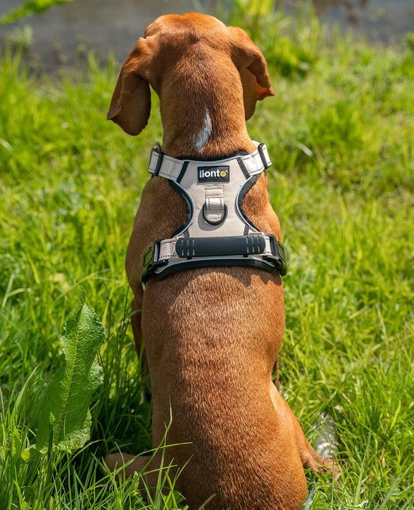 Image du produit Ionto Gepolstertes Hundegeschirr (M, Chien, Sport canin)