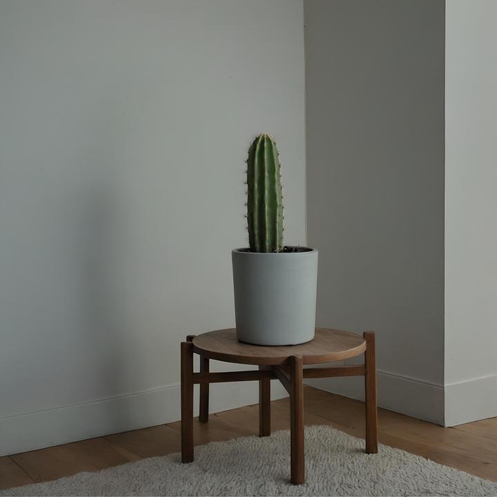 Actual product image Plant in a Box Euphorbia ingens - Cowboy cactus (40 cm)