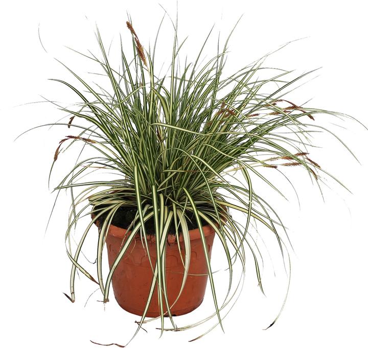 Immagine prodotto Zulauf Carex oshimensis 'Evergold' / Japan-Segge 'Evergold' (20 cm)
