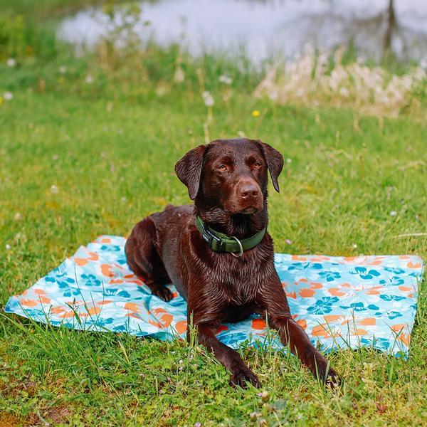 Actual product image Nobby Flower (Dog)