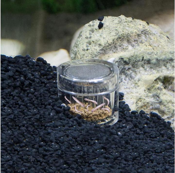 Produktbild Hobby Planarienfalle (Aquarium Reinigung)