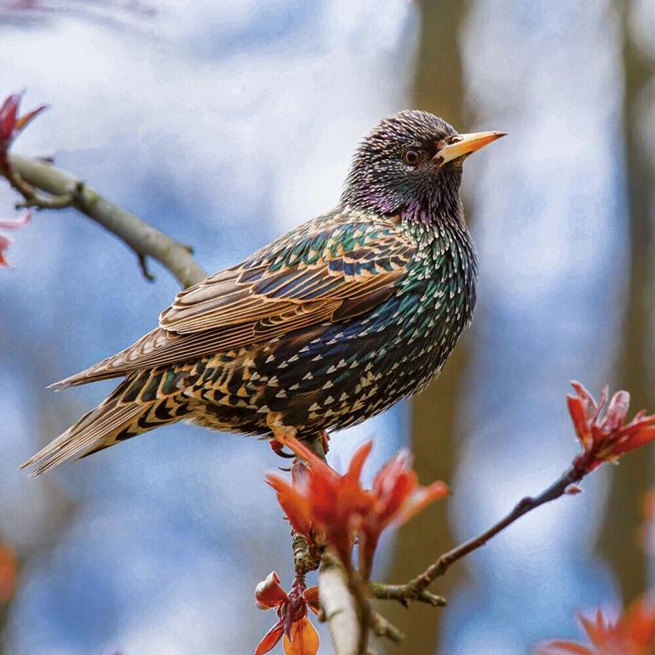 Produktbild Birds 2025 (30 x 30 cm, Harter Einband, Englisch, Spanisch, Italienisch, Französisch, Tschechisch, Polnisch, Niederländisch, Deutsch)