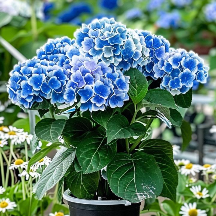 Immagine prodotto Plant in a Box Hydrangea macrophylla Bavaria - Set di 3 ortensie (25 cm)