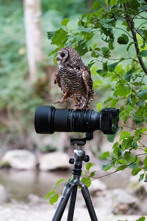 Produktbild Tamron AF 150-500mm F/5.6-7 Di III VC VXD Fuji X (Fujifilm X, Vollformat)