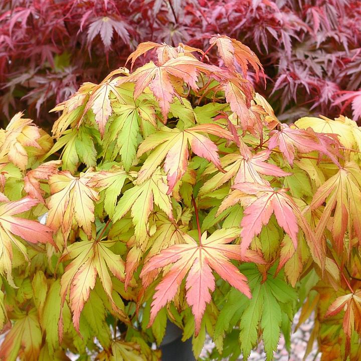 Immagine prodotto Plant in a Box Acer palmatum 'Moonrise' - Acero giapponese (90 cm)