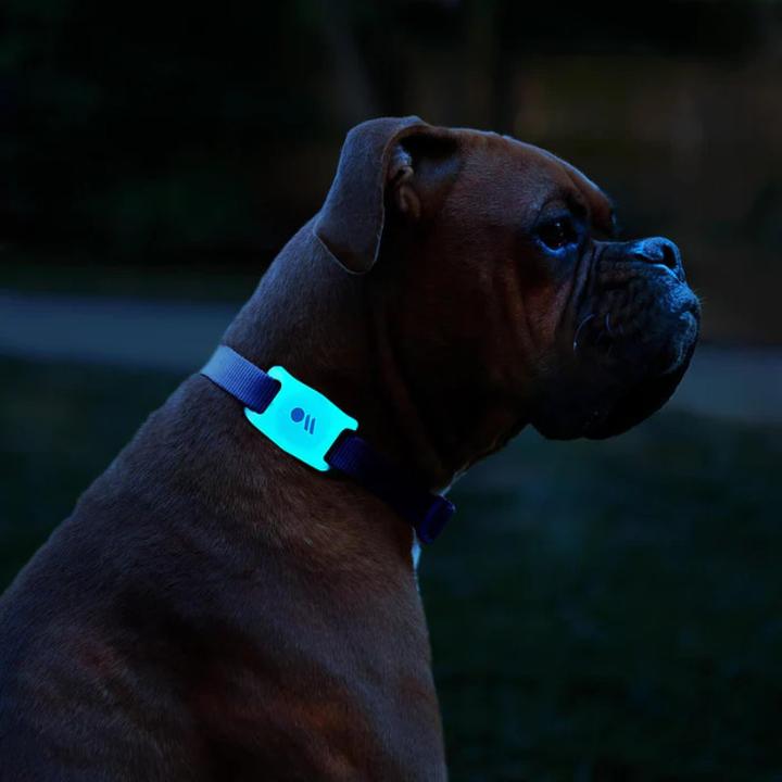 Actual product image Case-Mate AirTag Dog Collar Mount