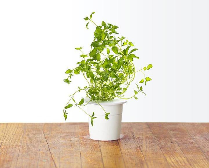 Immagine prodotto Click and Grow Origano (Semi di erbe)