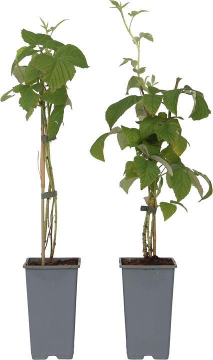 Actual product image Plant in a Box Rubus idaeus Malling Promise - set of 2 raspberry plants (50 cm)