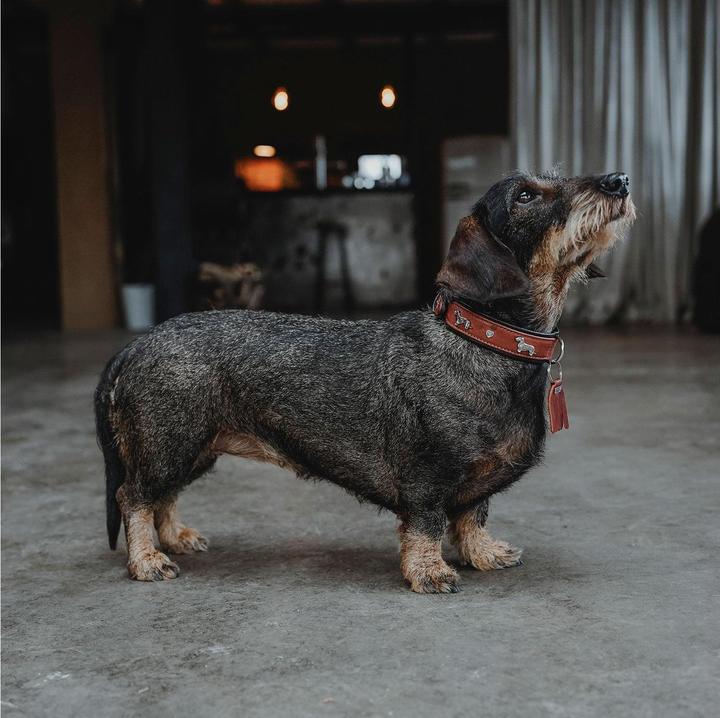 Actual product image Hunter Dachshund collar Munich 42/S, cowhide, cognac/black (42, S, Dog, Dog sport)