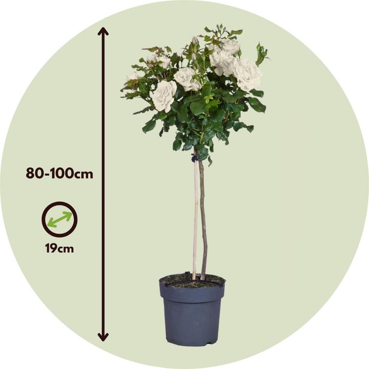 Immagine prodotto Plant in a Box Rosa Palace 'Kailani' - set di 2 rose a stelo (80 cm)