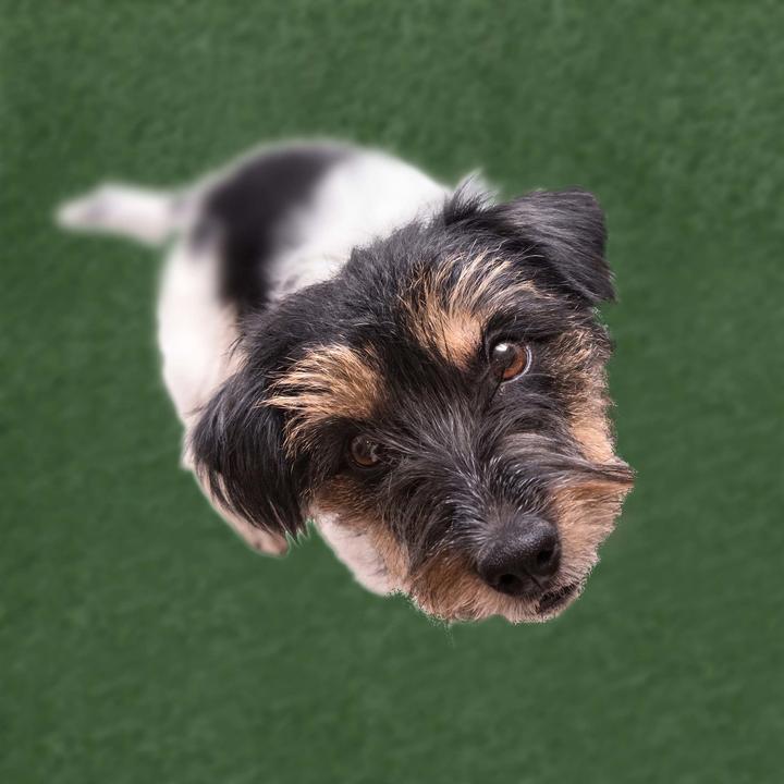 Produktbild Relaxdays Hundetoilette Rasen (Hundezwinger)