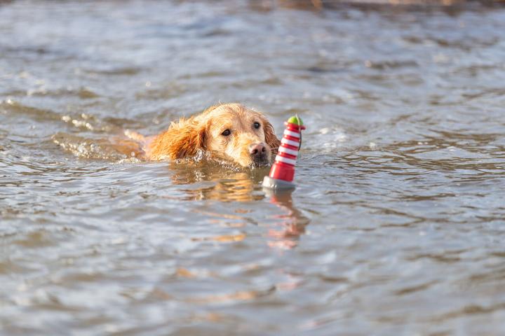 Actual product image Trixie Floating toy Aqua Toy Lighthouse 20 cm, orange, grey (Dog chew toy)