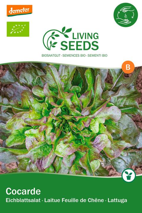Actual product image Living Seeds green oak leaf lettuce, cocarde (Vegetable seeds)