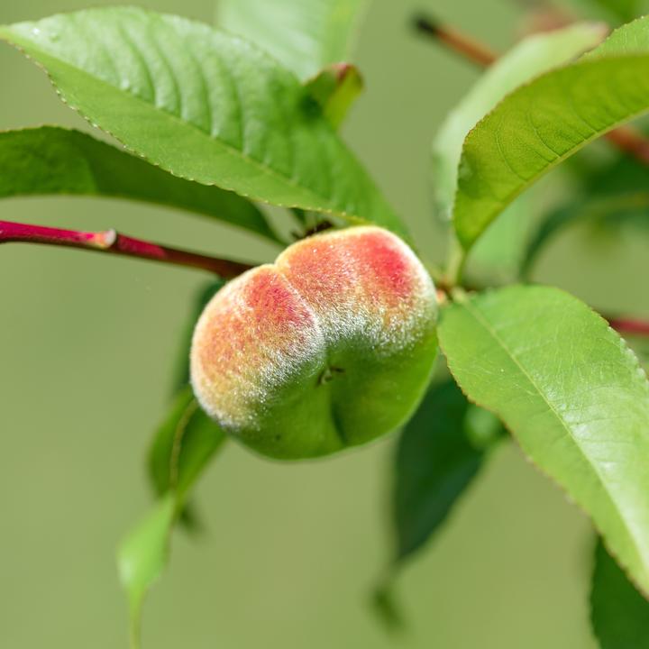 Produktbild Plant in a Box Prunus 'Bonanza' - Pfirsichbaum (60 cm)