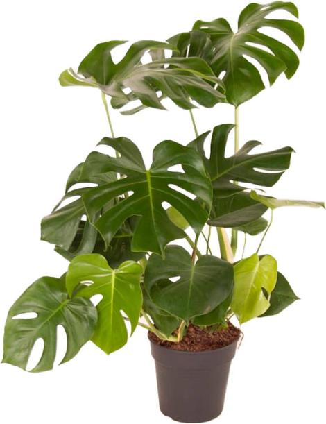 Actual product image Fresca-Plant Monstera Deliciosa Mix (24 cm)