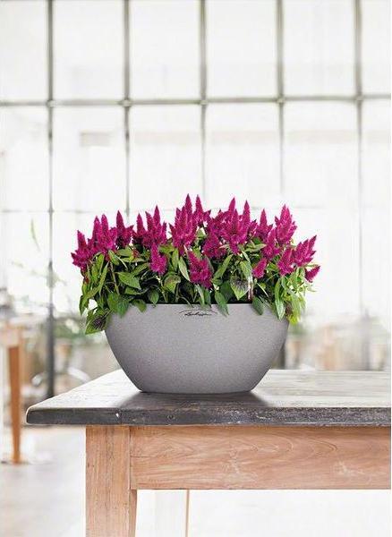 Produktbild Lechuza Cubeto Color (30 cm)