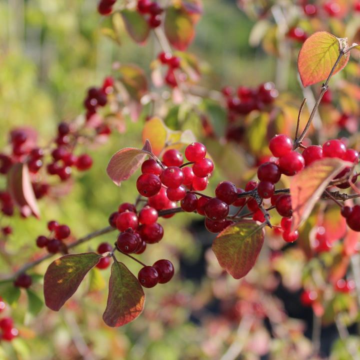 Image du produit Zulauf Rote Heckenkirsche / Lonicera xylosteum (100 cm)