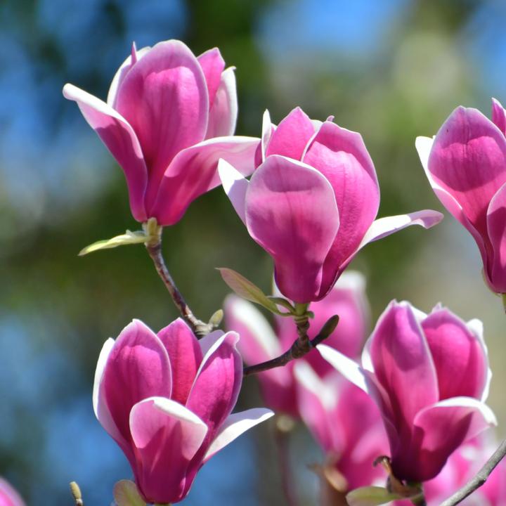 Produktbild Plant in a Box Magnolia Susan - 3er Set Magnolie (25 cm)