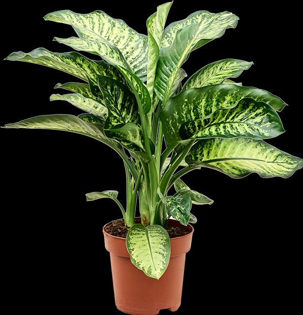 Produktbild Mahaloplants Dieffenbachia seguine (60 cm)